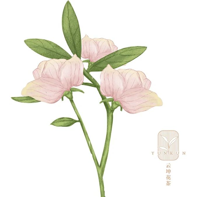 云坤花茶